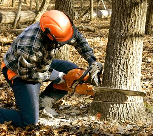 Tree Removal in Halstead, KS